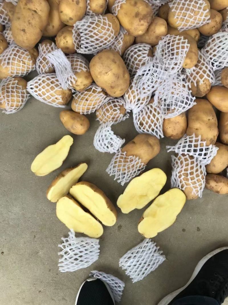荷兰十五土豆3两半通天精品大小车随到随装