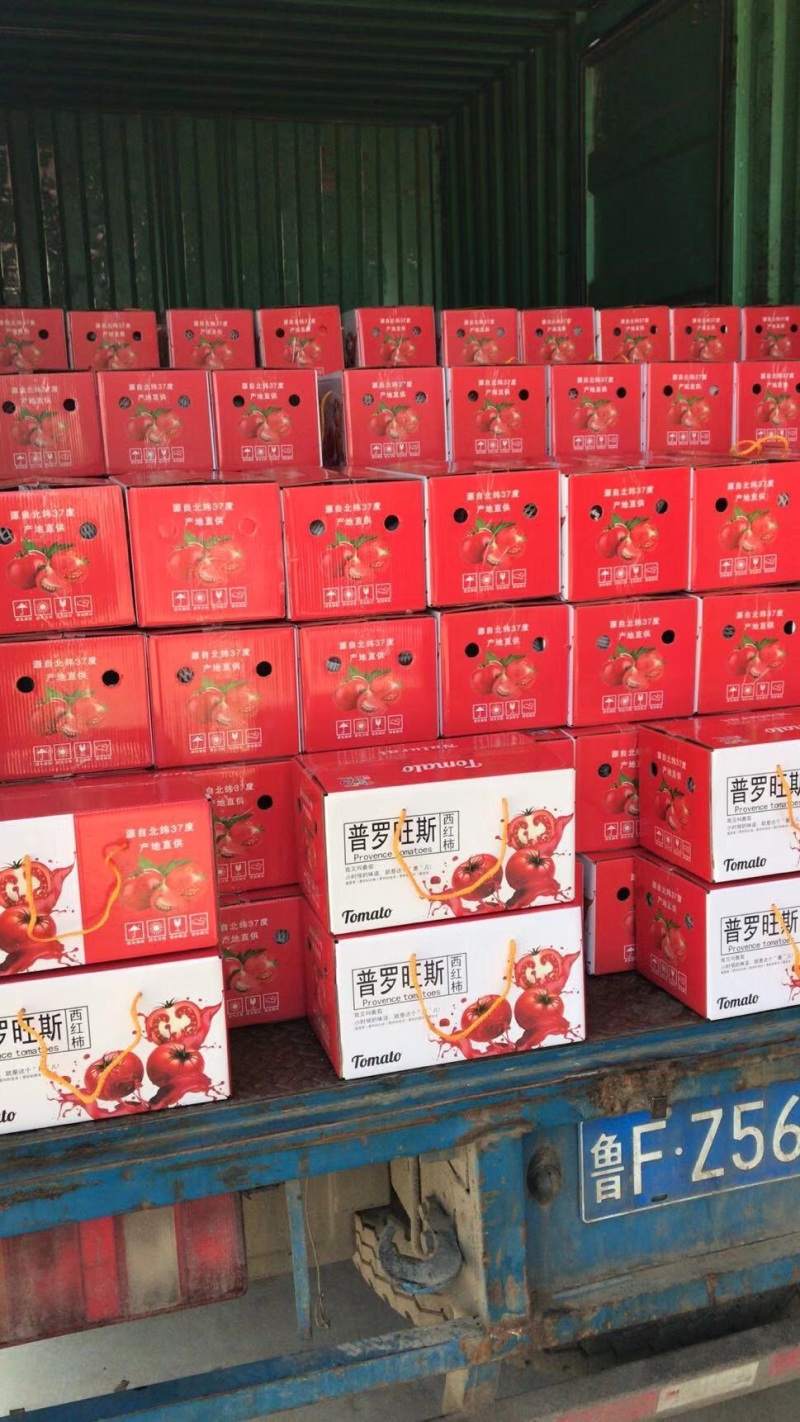海阳普罗旺斯西红柿整车代发货源充足