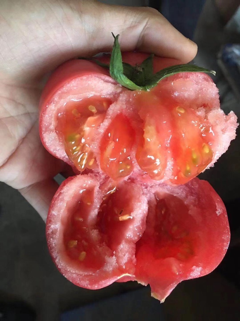 海阳普罗旺斯西红柿整车代发货源充足