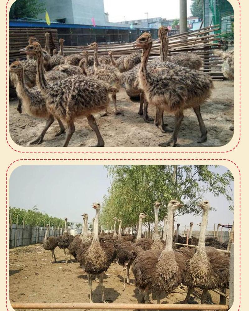 鸵鸟非洲鸵鸟种苗、鸵鸟养殖基地、提供养殖技术