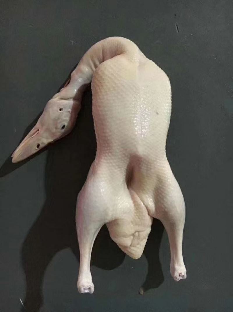 白条鸭现货出售价格合适