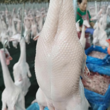白条鸭现货出售价格合适