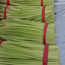 万亩大蒜基地，精品红帽蒜苔大量上市中，直供各大市场，超市