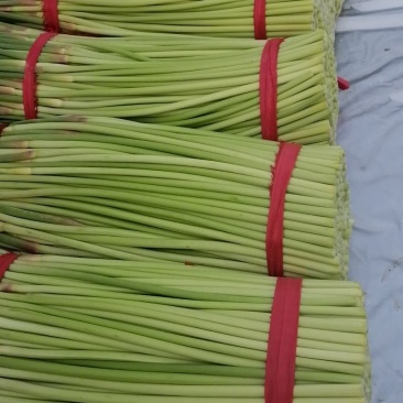 万亩大蒜基地，精品红帽蒜苔大量上市中，直供各大市场，超市