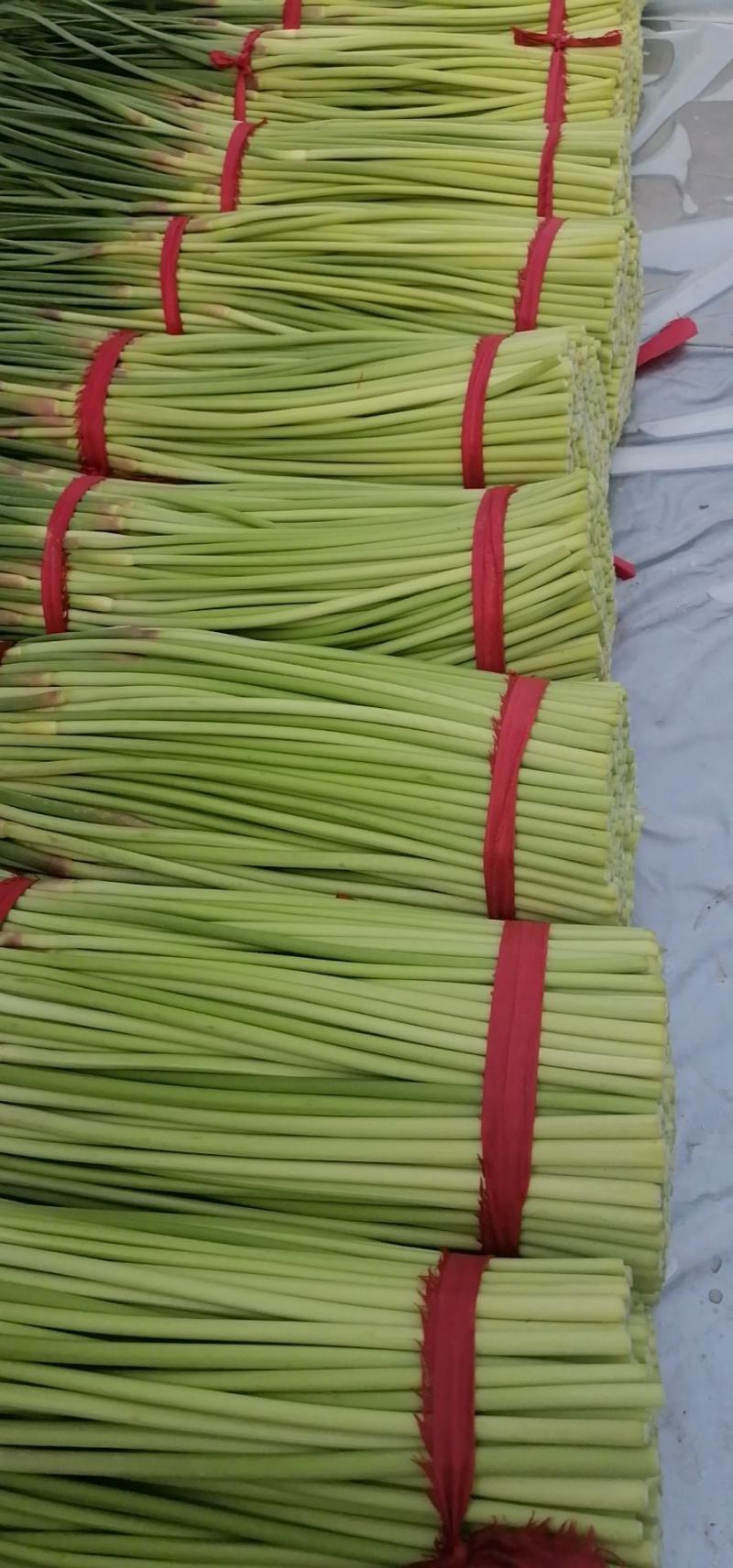 万亩大蒜基地，精品红帽蒜苔大量上市中，直供各大市场，超市