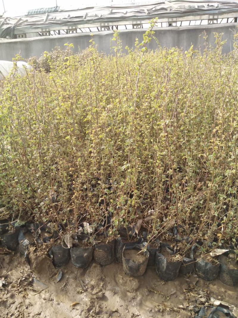 绿化蔷薇，上盆蔷薇，小皮桶蔷薇，蔷薇批发，营养蔷薇基地，