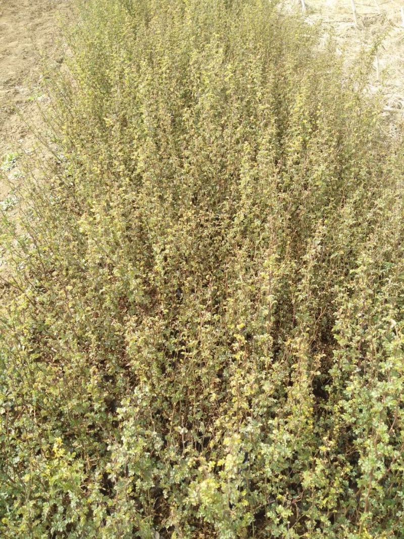 绿化蔷薇，上盆蔷薇，小皮桶蔷薇，蔷薇批发，营养蔷薇基地，