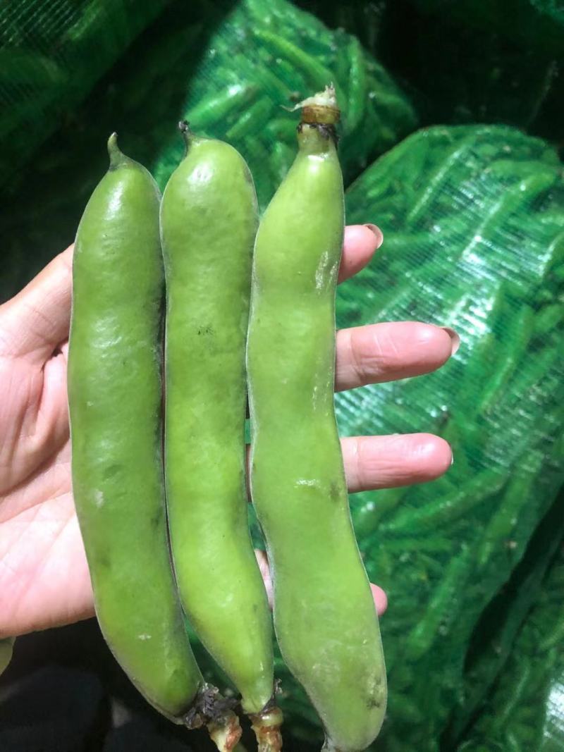 大青蚕豆，（绿色豆米）大量上市，物美价廉，有需要的联系我