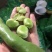 大青蚕豆，（绿色豆米）大量上市，物美价廉，有需要的联系我