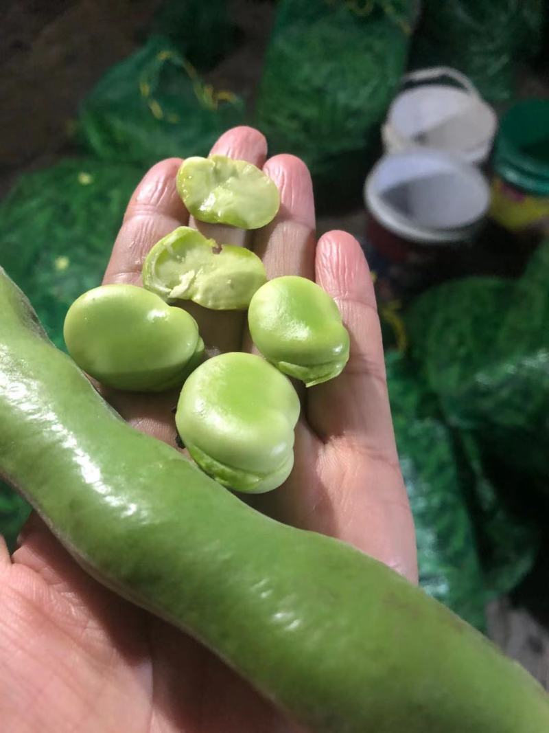 大青蚕豆，（绿色豆米）大量上市，物美价廉，有需要的联系我