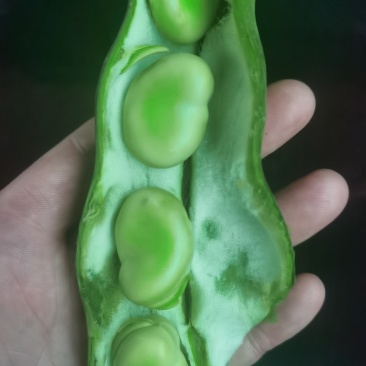 大青蚕豆，（绿色豆米）大量上市，物美价廉，有需要的联系我