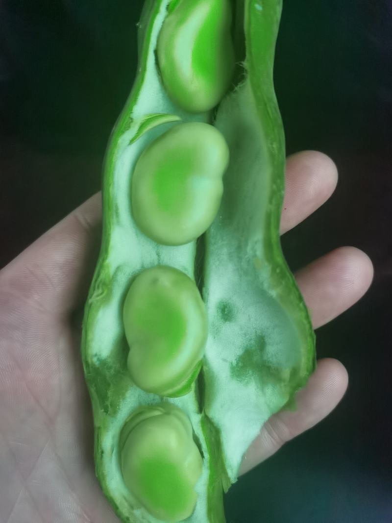 大青蚕豆，（绿色豆米）大量上市，物美价廉，有需要的联系我