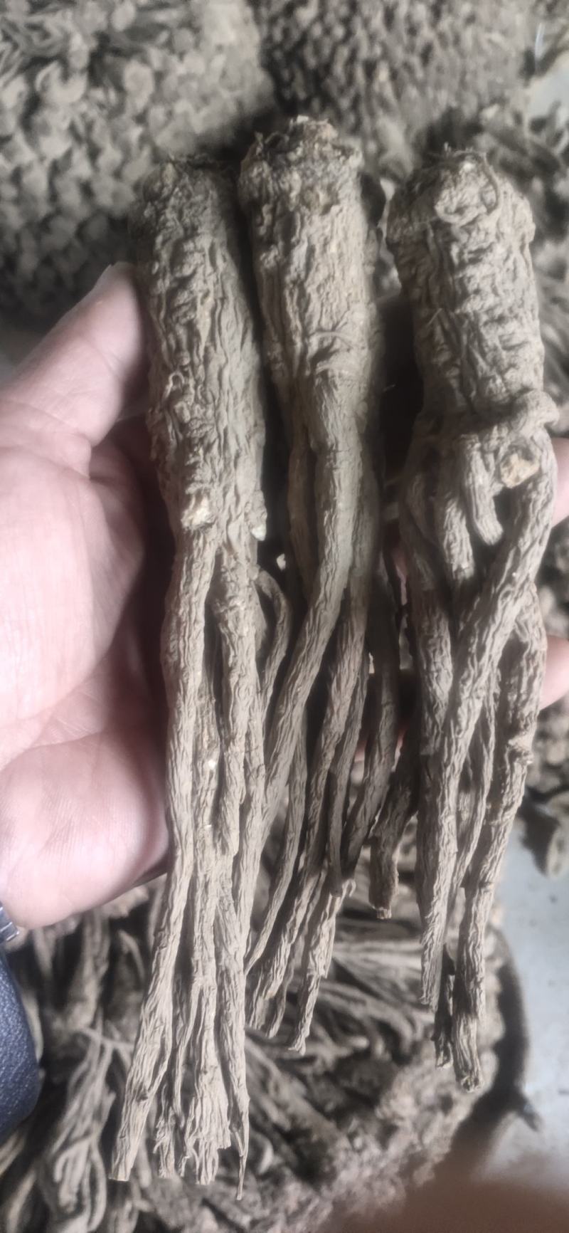 当归规格齐全厂家直销保证随时有货，全国包邮