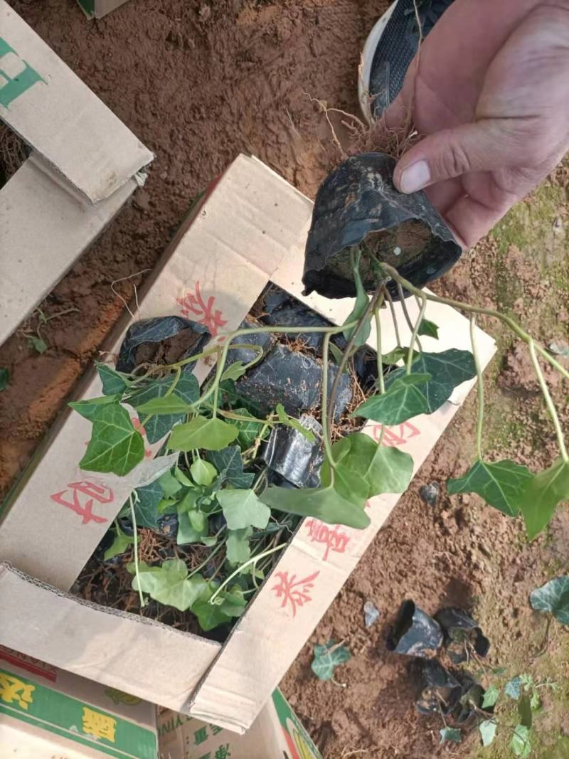 山东青州常春藤基地常青藤基地绿化用常春藤基地