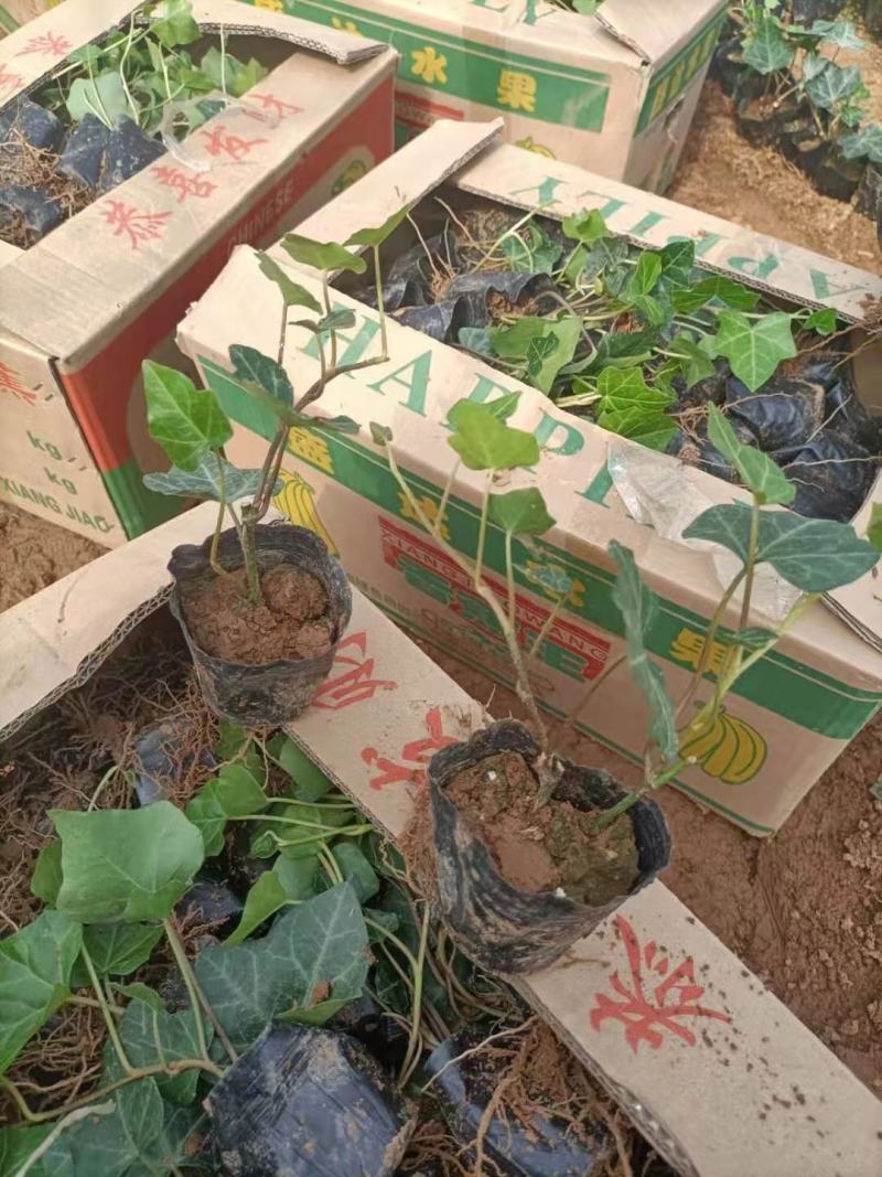 山东青州常春藤基地常青藤基地绿化用常春藤基地