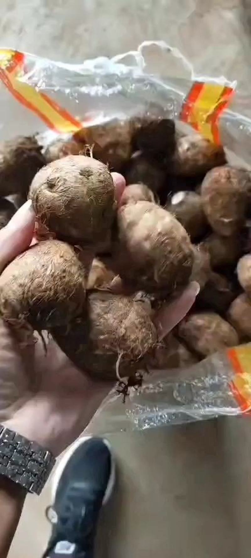 毛芋头【芋头精品芋头】产地直供坏烂包赔视频发货全国物流直