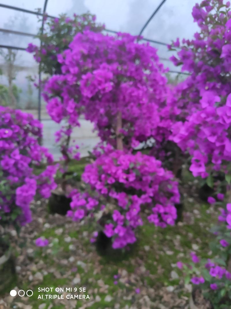 精品三角梅，紫色三角梅，花多茂密