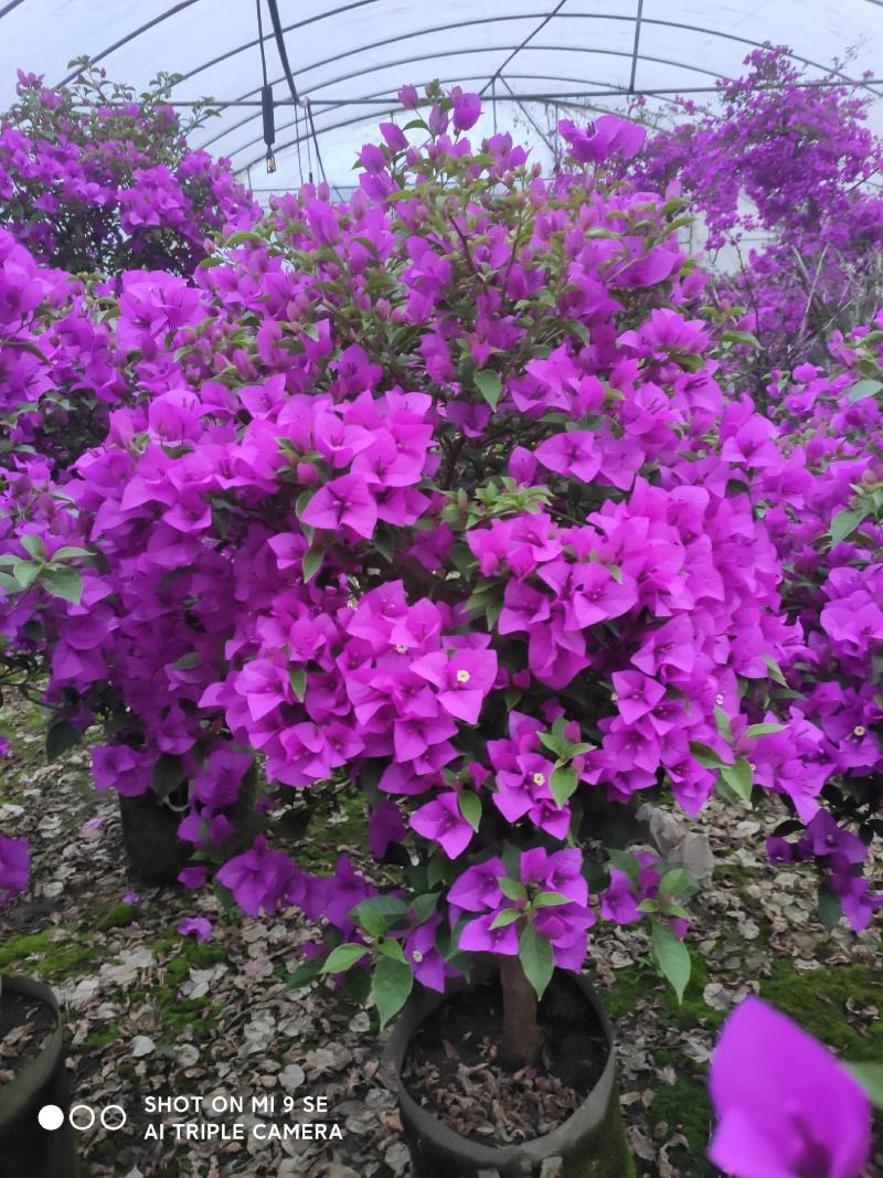 精品三角梅，紫色三角梅，花多茂密