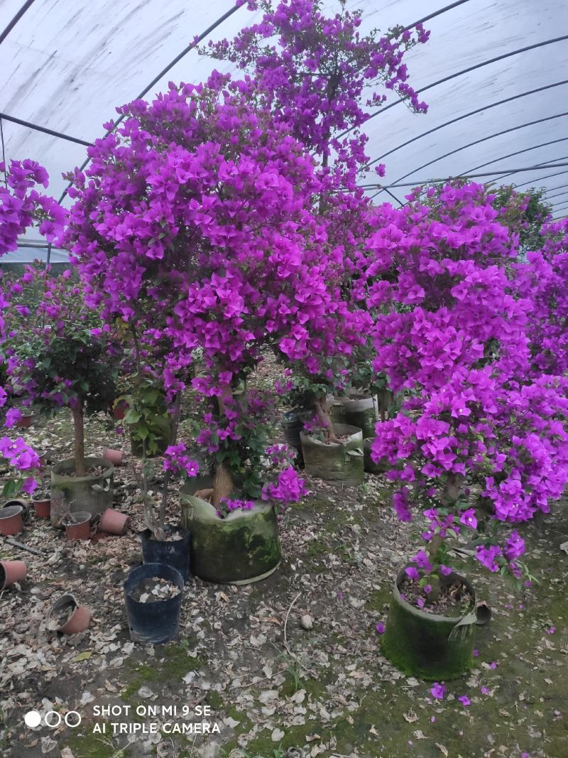 精品三角梅，紫色三角梅，花多茂密