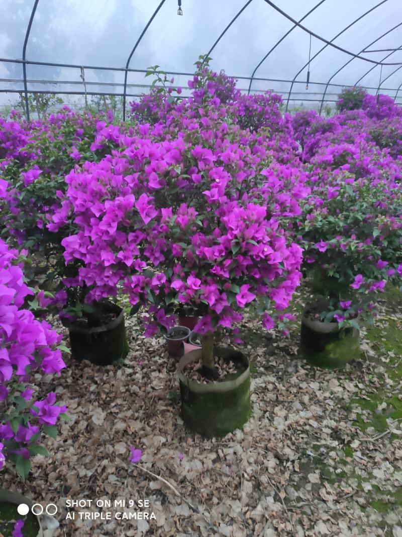 精品三角梅，紫色三角梅，花多茂密