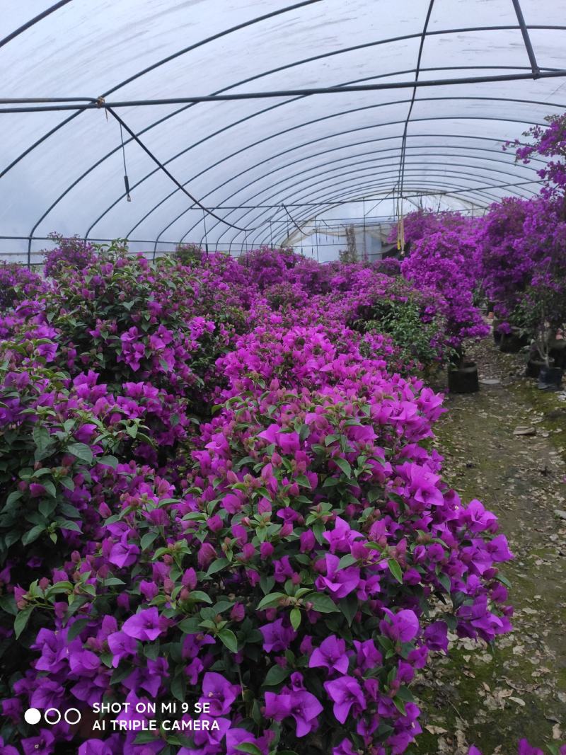 精品三角梅，紫色三角梅，花多茂密