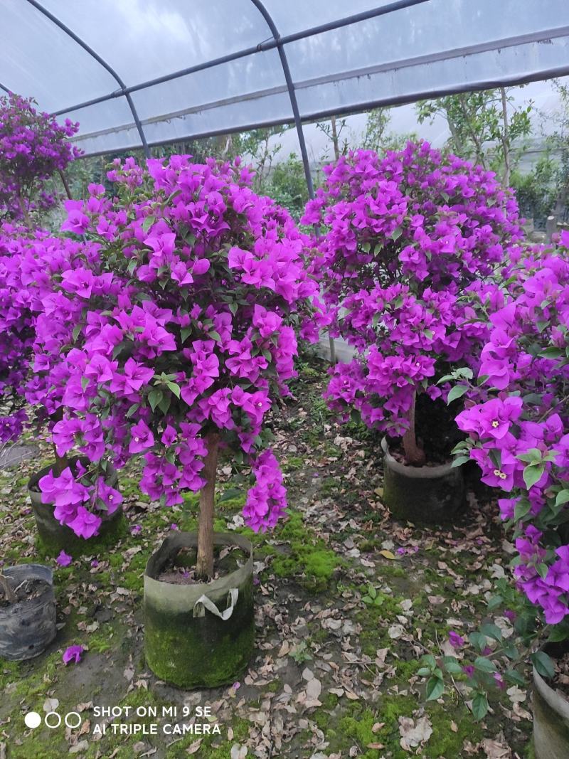 精品三角梅，紫色三角梅，花多茂密