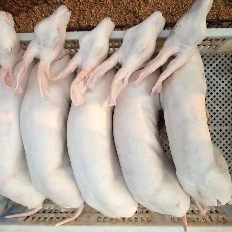 【包邮-20斤白条兔肉】热销毛重20斤去头去内脏白条兔