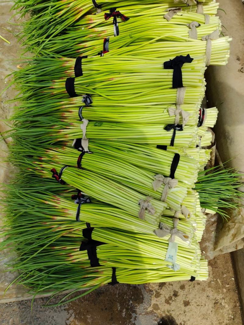 河南精品新鲜蒜薹，蒜苔60以上精品小把，超市，电商，市场