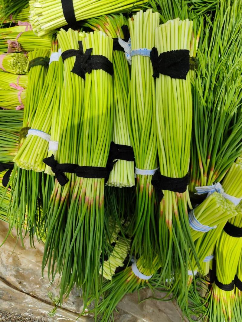 河南精品新鲜蒜薹，蒜苔60以上精品小把，超市，电商，市场