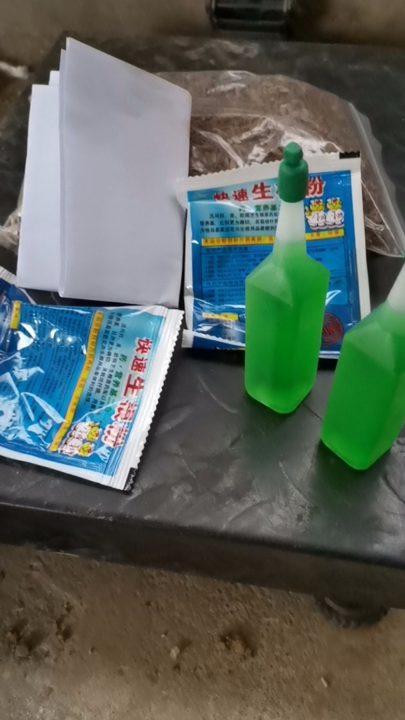 天冬种子出芽率95免费提供技术可货到付款