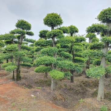 造型榔榆桩景，景康园林