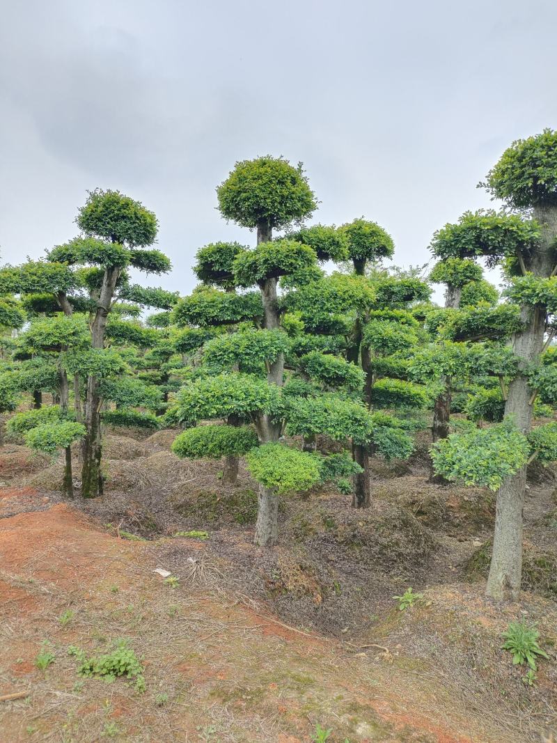 造型榔榆桩景，景康园林