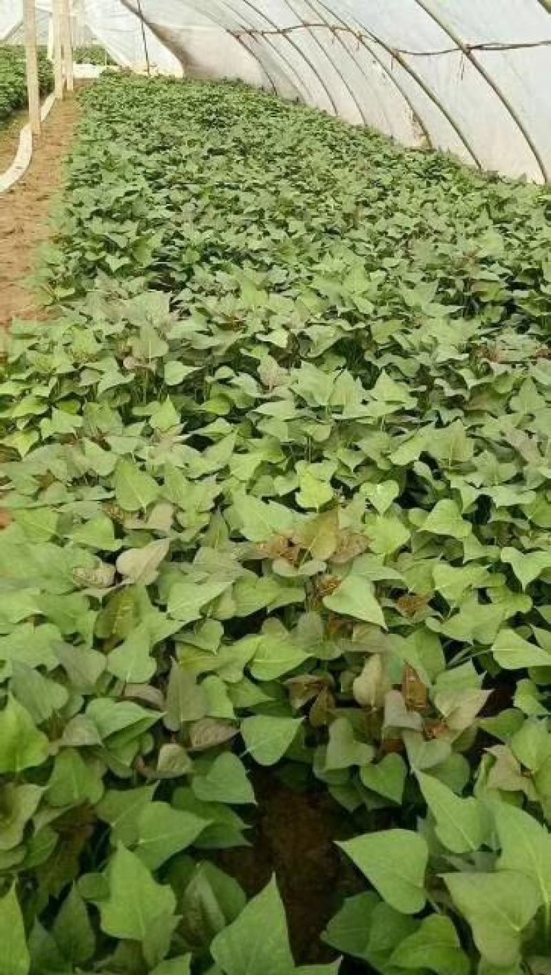 【济薯25】高淀粉脱毒红薯苗冷棚单垄单行质量保证
