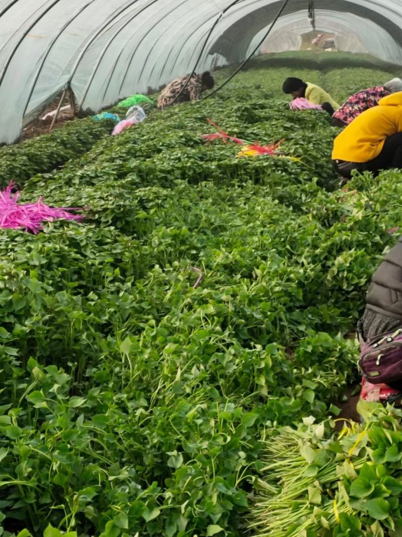 陕西渭南红薯苗秦薯5号脱毒薯苗板栗薯苗欢迎咨询