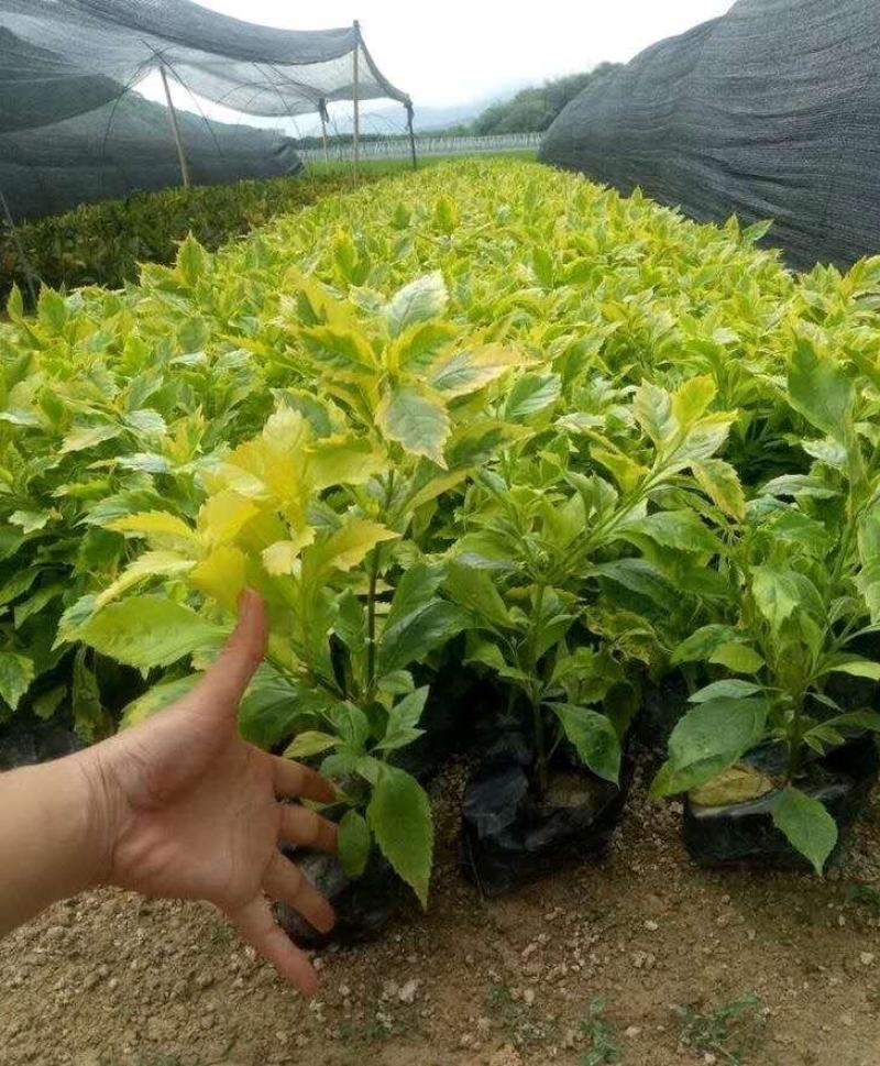 金边假连翘绿化小苗基地直销量大从优
