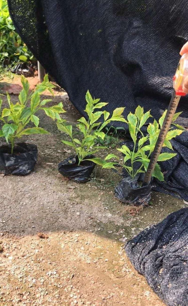 金边假连翘绿化小苗基地直销量大从优