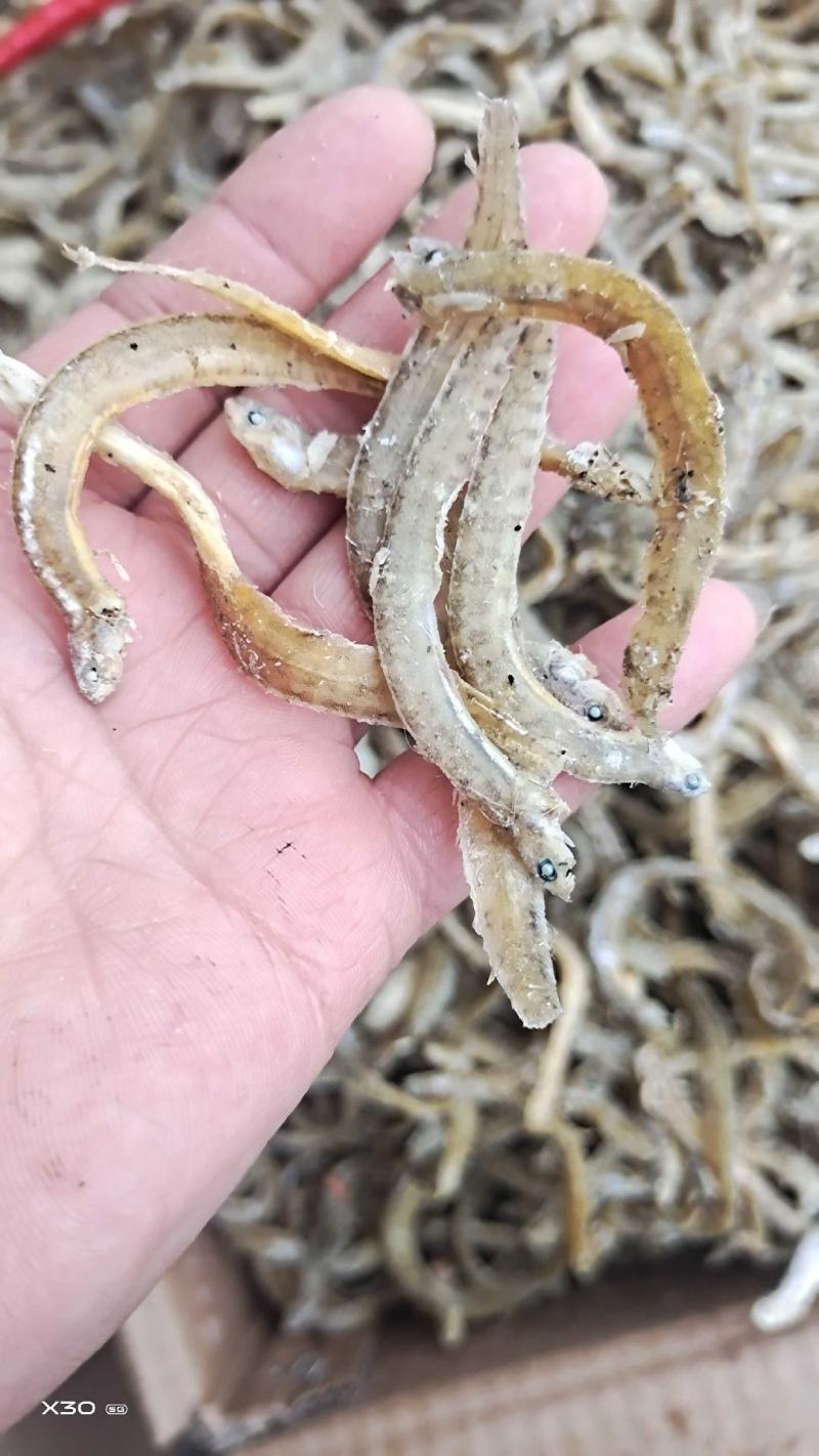黄金凤尾鱼熟鱼干麻辣鱼油炸鱼食材视频看货产地直发量大从优