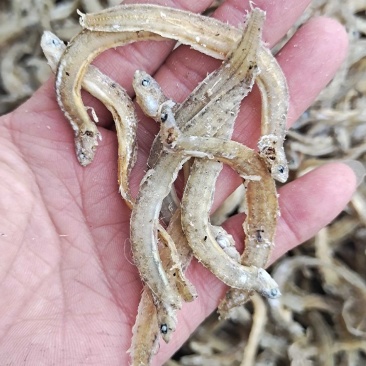 黄金凤尾鱼熟鱼干麻辣鱼油炸鱼食材视频看货产地直发量大从优