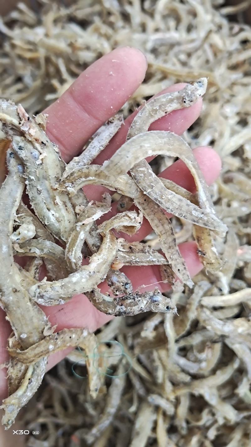 黄金凤尾鱼熟鱼干麻辣鱼油炸鱼食材视频看货产地直发量大从优