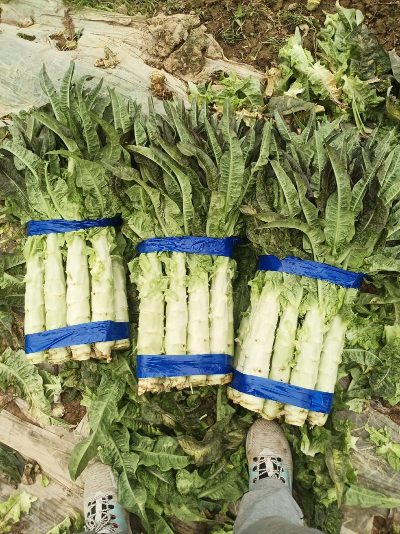 陕西精品红叶香莴苣大量上市，货源充足，可提供视频看货