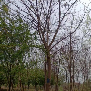元宝枫，绿化苗木，各种规格的都有，需要的联系我