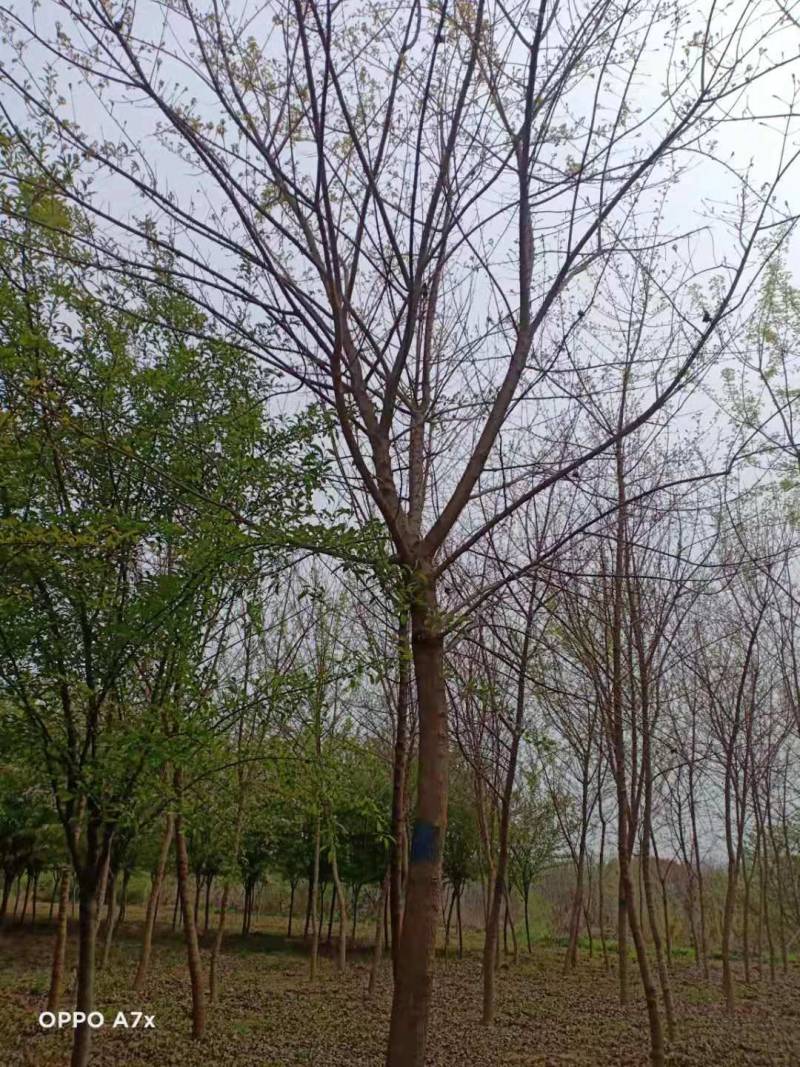 元宝枫，绿化苗木，各种规格的都有，需要的联系我