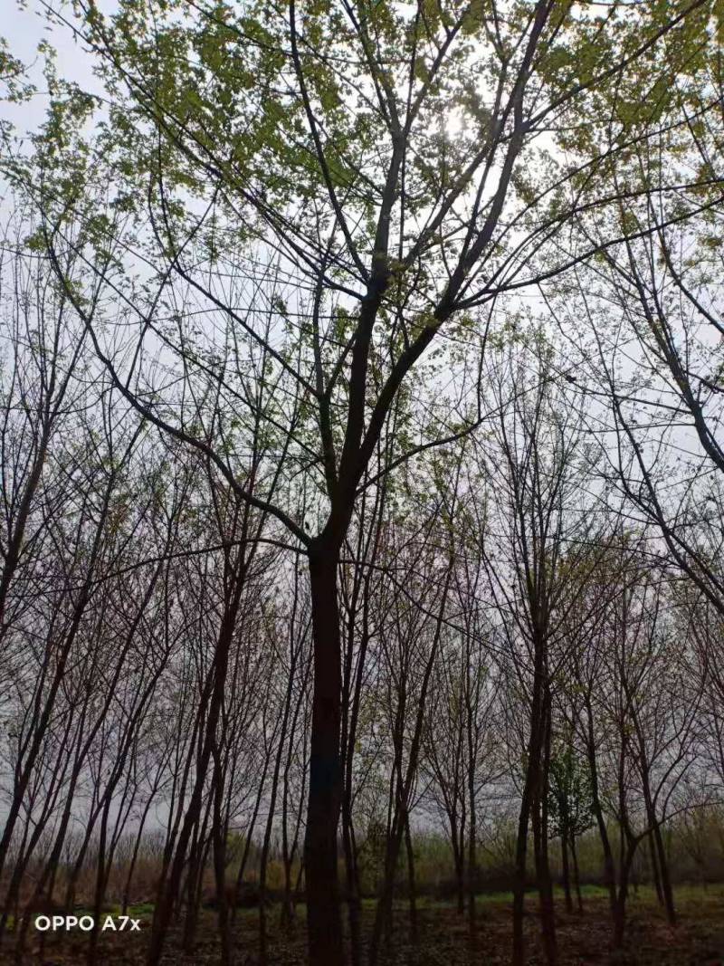元宝枫，绿化苗木，各种规格的都有，需要的联系我