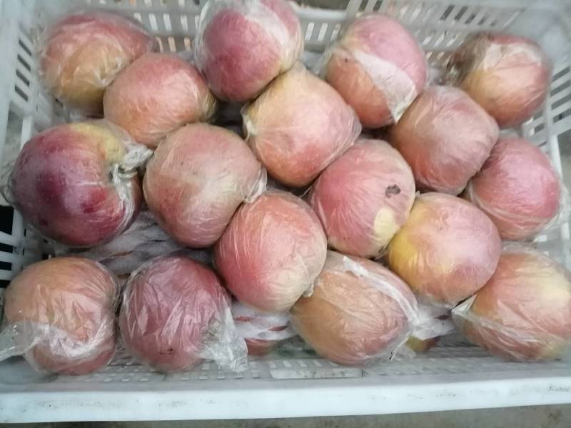 徐州丰县大沙河百果园苹果基地，口感甜脆，
