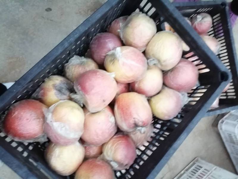 徐州丰县大沙河百果园苹果基地，口感甜脆，