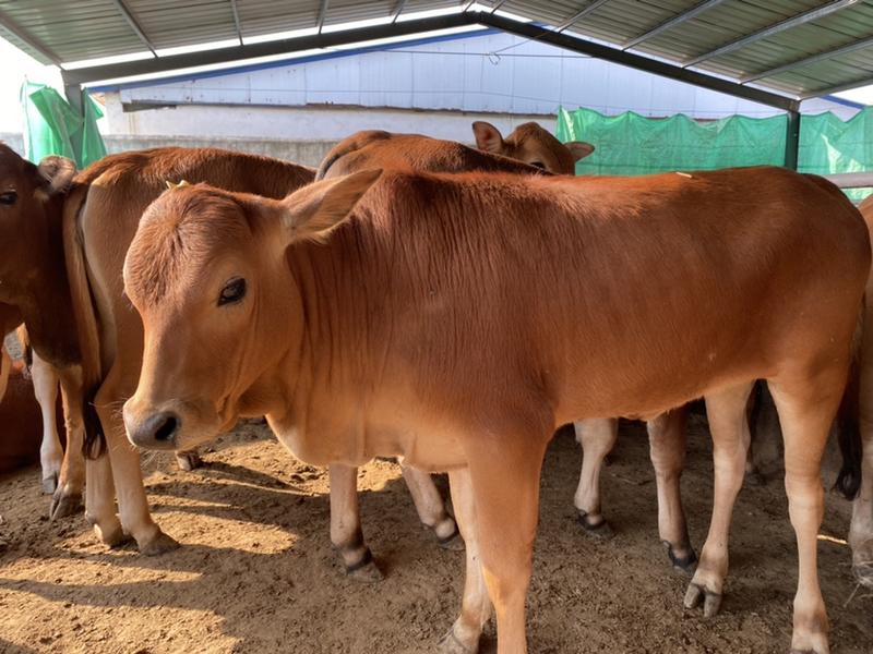 牛犊黄牛犊三到六个月的小黄牛十头免费运输货到付款