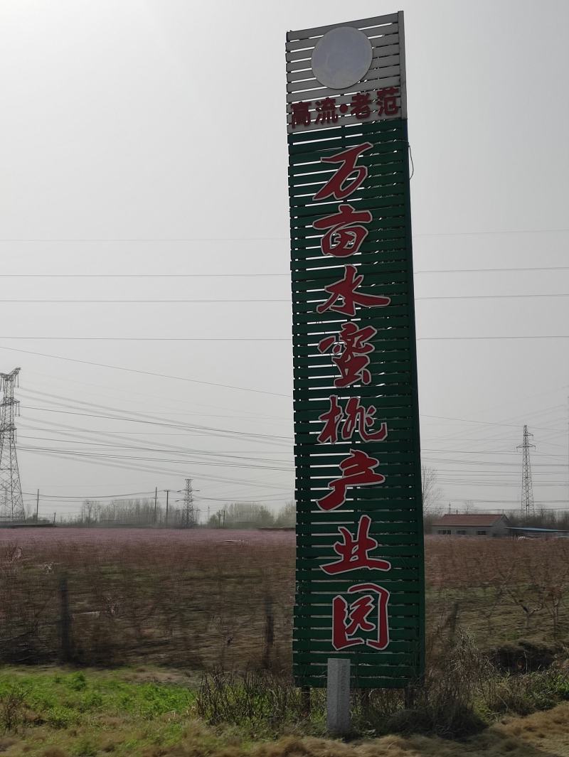 自家种植的阳山水密桃预售啦！脆甜可口，肉嫩多汁。现摘现发