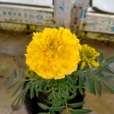 开黄色花万寿菊黄花万寿菊万寿菊生产基地万寿菊基地
