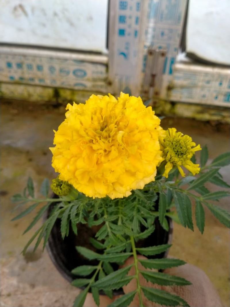 开黄色花万寿菊黄花万寿菊万寿菊生产基地万寿菊基地