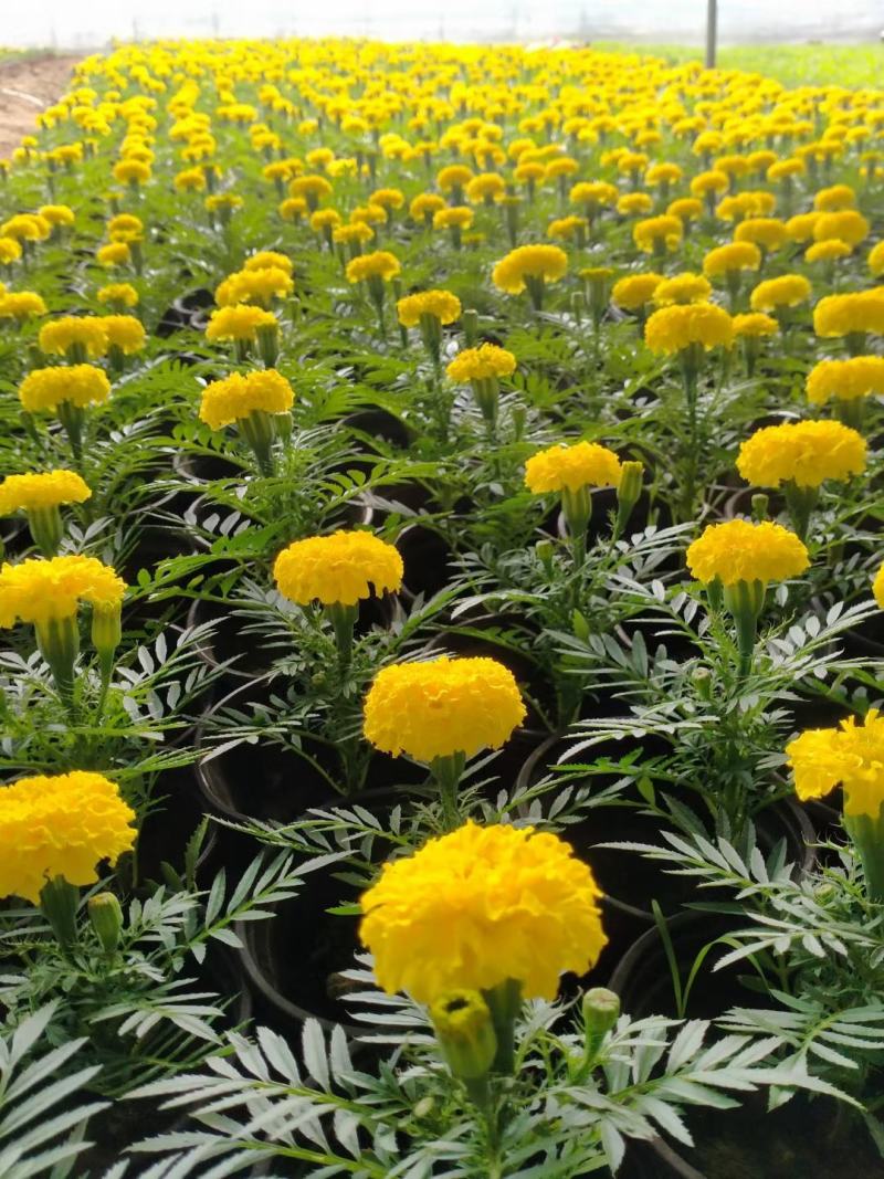 开黄色花万寿菊黄花万寿菊万寿菊生产基地万寿菊基地